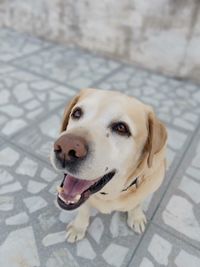 Close-up portrait of a dog