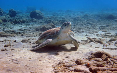 View of fishes swimming in sea