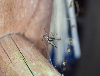 Close-up of spider on web