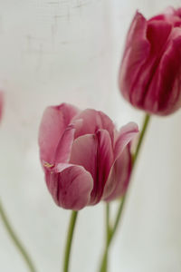 Close-up of pink rose