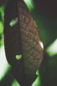 Close-up of leaf on plant