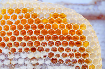 Close-up of bee on the floor