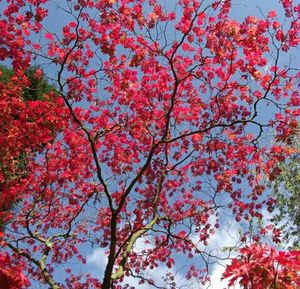 Low angle view of pink flowers