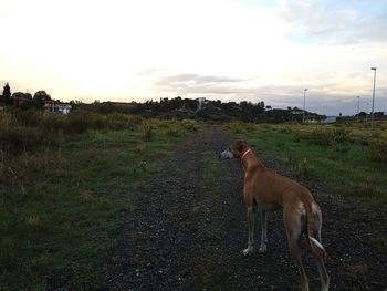 Horse on landscape against sky during sunset