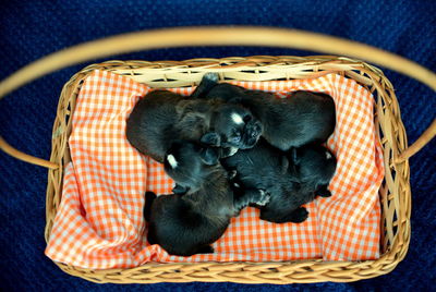 High angle view of puppy sleeping in basket