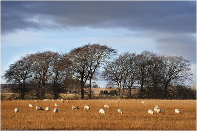 Flock of sheep on field against sky