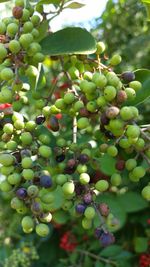 Close-up of berries growing on tree