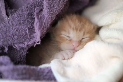 Close-up of cat sleeping