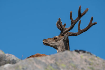 Low angle view of deer on rock against clear blue sky