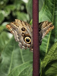 Close-up of butterfly