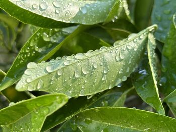 Close-up of raindrops on leaves