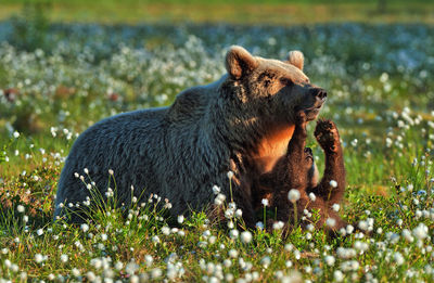 Bears sitting by flowering plants on land
