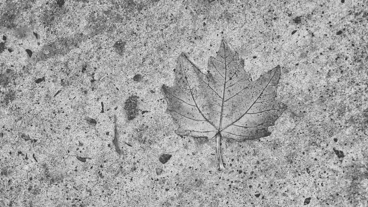 textured, high angle view, full frame, backgrounds, close-up, cracked, nature, wall - building feature, dry, day, no people, leaf, outdoors, growth, sand, rough, pattern, plant, ground, dirt