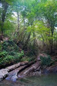 Stream flowing amidst trees in forest