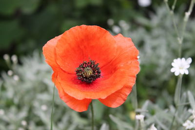 Close-up of red poppy flower