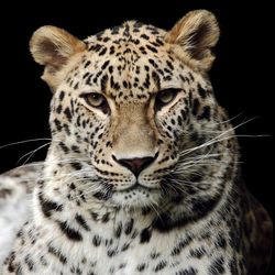 Close-up portrait of tiger against black background