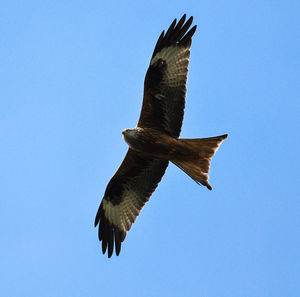 Low angle view of eagle flying against clear blue sky