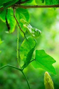 Close-up of green leaf on plant