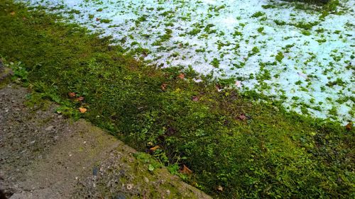 High angle view of moss on land