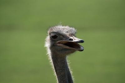 Close-up portrait of ostrich