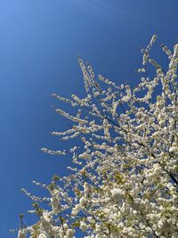 Low angle view of flowering plant against blue sky