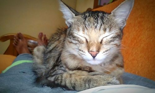 Close-up of cat lying down on bed