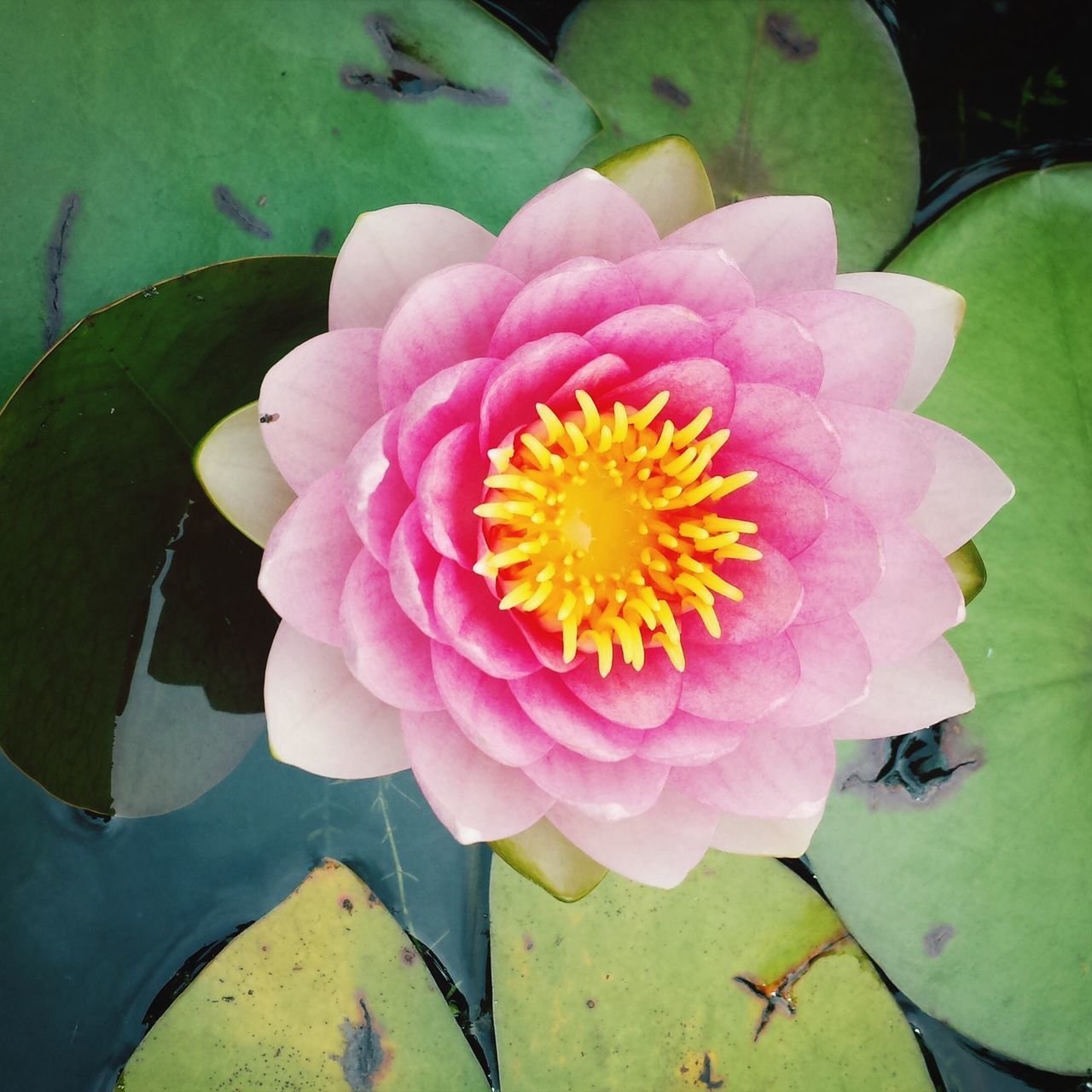 flower, petal, flower head, freshness, fragility, beauty in nature, single flower, leaf, pink color, growth, high angle view, blooming, close-up, nature, plant, pollen, water lily, pond, in bloom, yellow