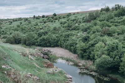 Scenic view of river amidst trees against sky