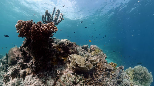 View of fish swimming underwater