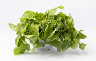 Close-up of green leaves against white background