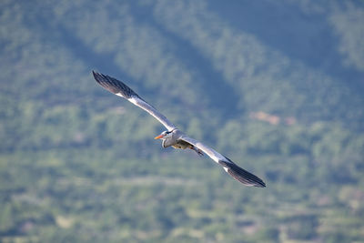 Close-up of seagull flying