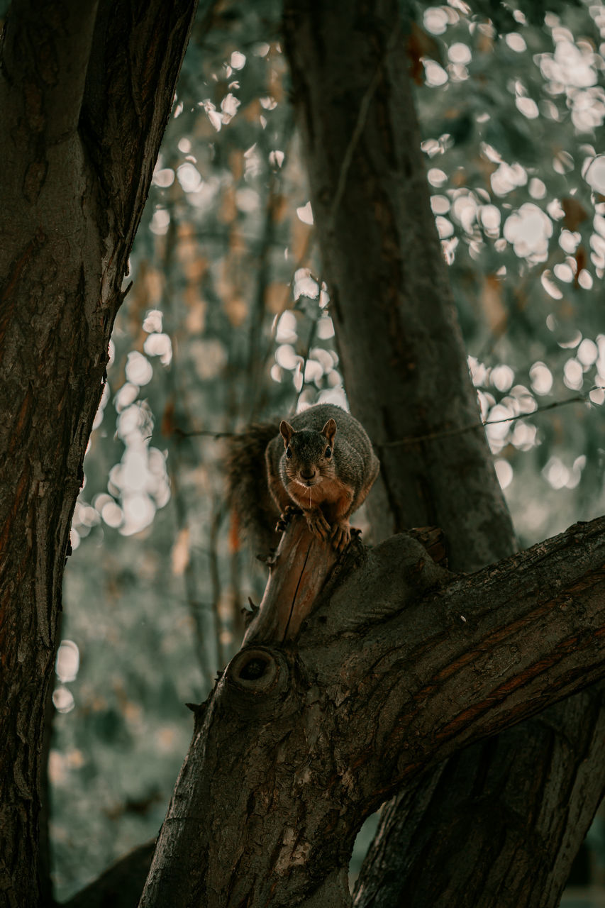 tree, animal themes, animal, one animal, animal wildlife, animals in the wild, tree trunk, trunk, plant, mammal, vertebrate, focus on foreground, branch, no people, squirrel, nature, day, rodent, outdoors, looking at camera, whisker