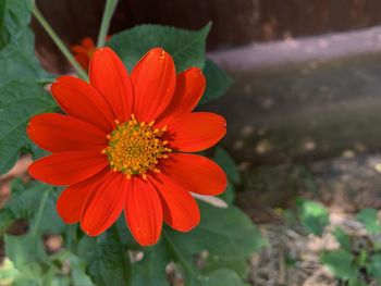 Close-up of red flower