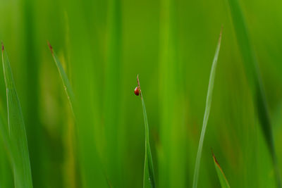 Close-up of ladybug on plant