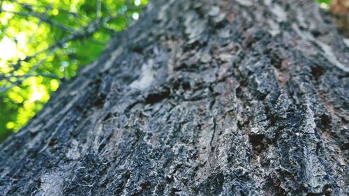 Low angle view of tree trunk