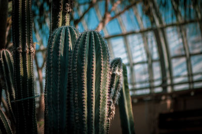 Close-up of cactus plant