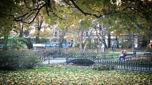 Trees in park