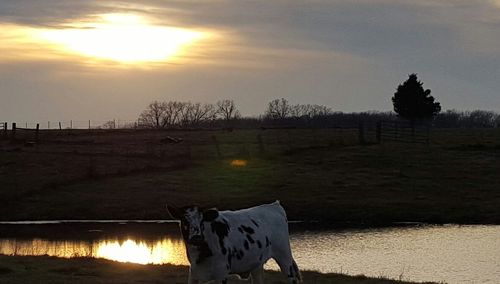 Scenic view of field against sky at sunset