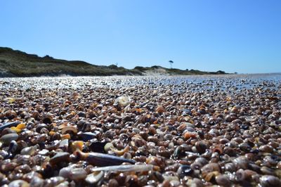 View of pebbles on beach against clear sky