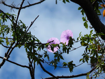 Low angle view of pink flower tree against sky