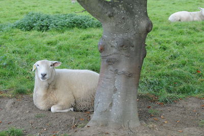 Sheep on landscape