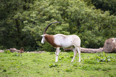 Oryx at manor wildlife park
