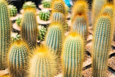 Full frame shot of plants