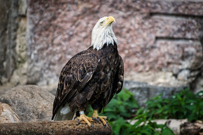 Close-up of eagle perching on wall