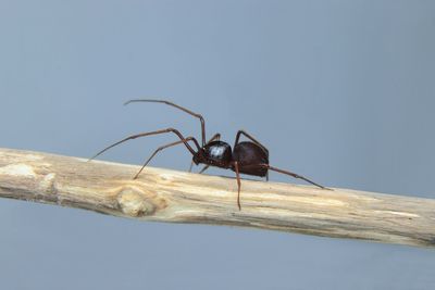 Low angle view of insect on tree against sky