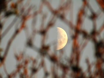 Low angle view of tree against sky at night