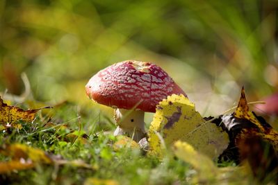 Close-up of fly agaric mushroom growing on field 