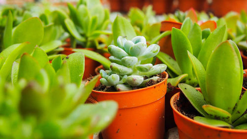 Close-up of succulent plant in pot