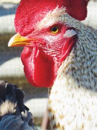 Close-up of a bird