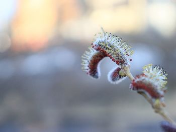 Close-up of flowering plant